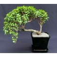 thumbnail image 1 of Baby Jade Bonsai Tree Cascade Style (Portulacaria Afra), 1 of 1