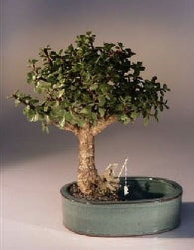 10 of the Best Indoor Succulents for Beginners to Grow as Houseplants Jade plant