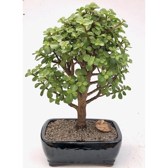 Baby Jade Bonsai Tree - Large (Portulacaria Afra)