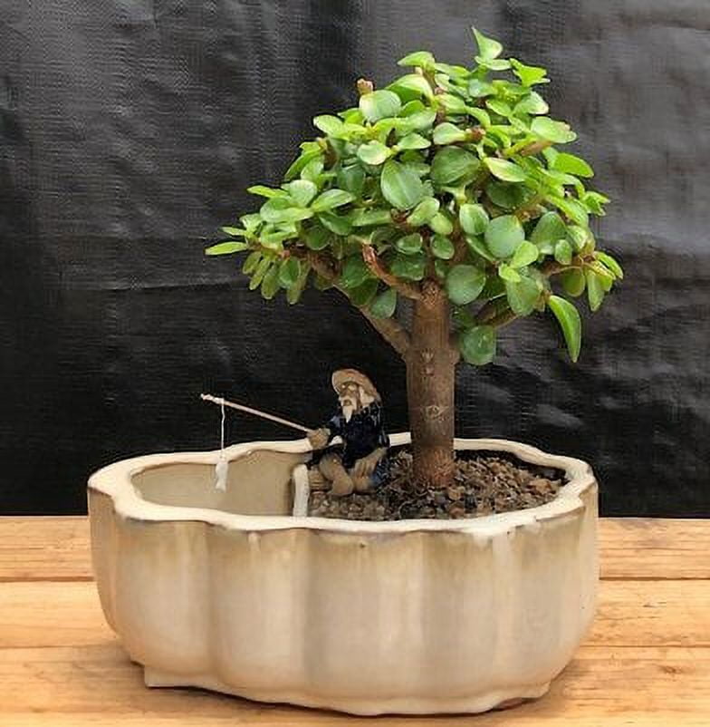 Baby Jade Bonsai with Scalloped Ceramic Pot and Figurine