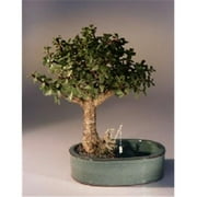 Baby Jade Bonsai Tree with Land & Water Pot - Portulacaria Afra - Medium