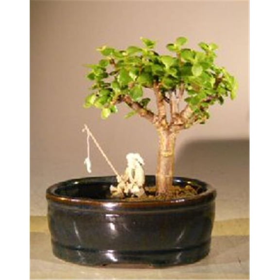 Baby Jade Bonsai Tree with Land & Water Pot - Portulacaria Afra - Small