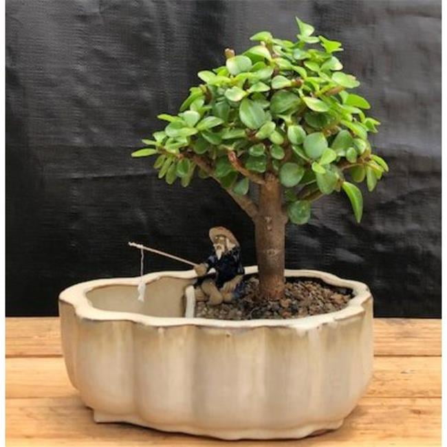 Baby Jade Bonsai with Scalloped Ceramic Pot and Figurine