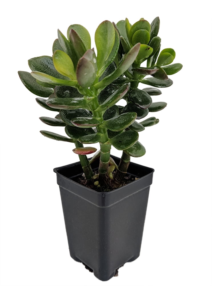 artificial philodendron plant Artificial Philodendron H 35.43 Inch – SESA SYSTEMS main image 0