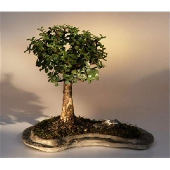 Baby Jade on Rock Slab Bonsai Tree - Portlacaria Afra