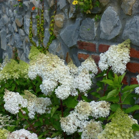 Baby Lace® Hydrangea - Hydrangea paniculata 'PIIHP-I' PP23,387