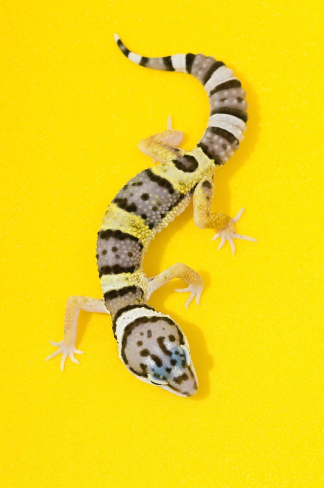 Baby Leopard Gecko Canvas Art - Corey Hochachka Design Pics (11 x 17)