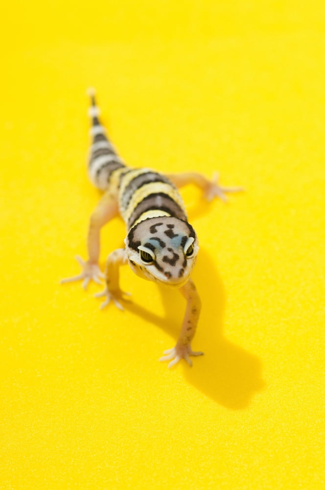Baby Leopard Gecko Canvas Art - Corey Hochachka Design Pics (11 x 17)