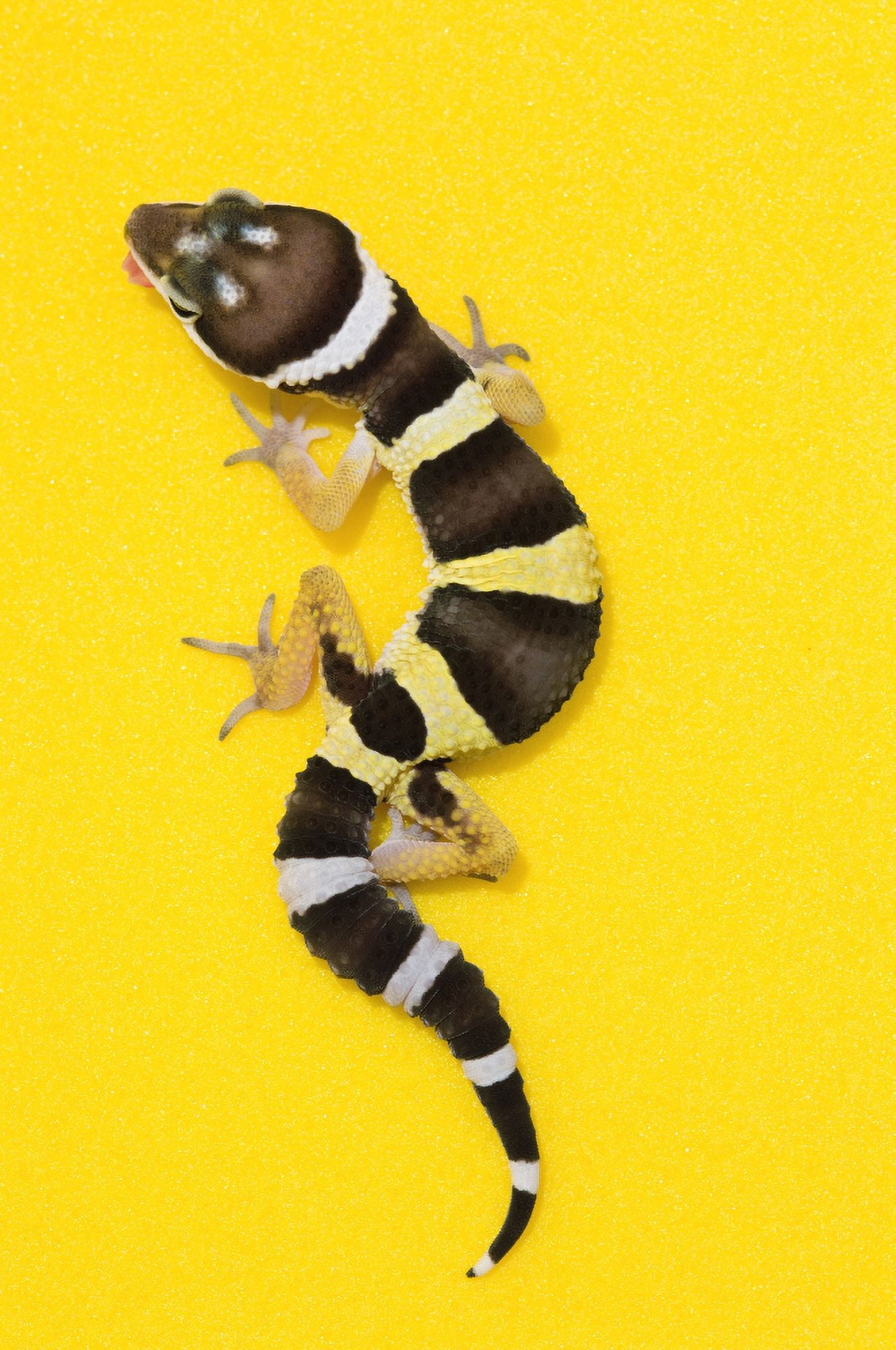 Baby Leopard Gecko On Yellow Canvas Art - Corey Hochachka Design Pics (11 x 17)