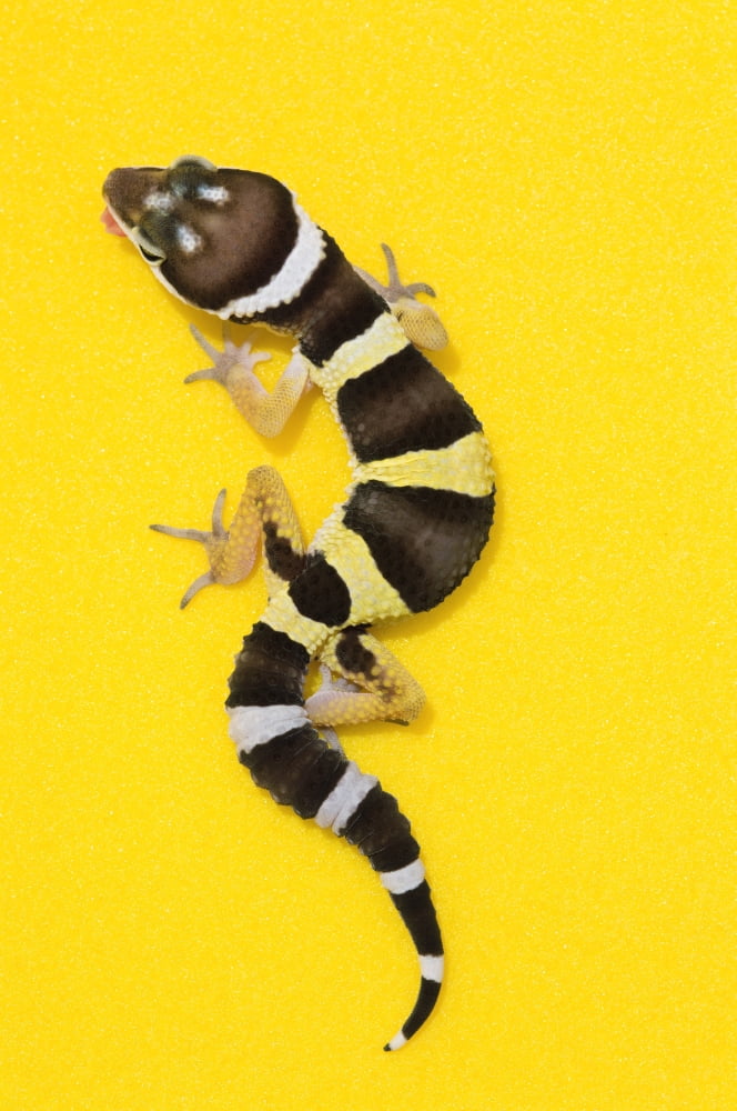 Baby Leopard Gecko On Yellow Canvas Art - Corey Hochachka Design Pics (22 x 34)