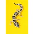 thumbnail image 1 of Baby Leopard Gecko Poster Print, Large - 22 x 34, 1 of 1