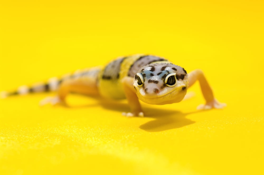 Baby Leopard Geckos On Yellow Canvas Art - Corey Hochachka Design Pics (34 x 22)