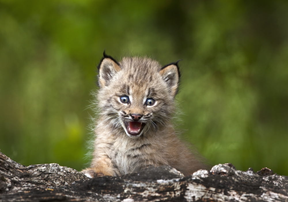 Baby Lynx (Lynx Canadensis) Looking Over A Fallen Tree Canmore Alberta Canada Canvas Art - Richard Wear Design Pics (18 x 12)