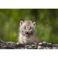thumbnail image 1 of Baby Lynx Lynx Canadensis Looking Over A Fallen Tree - Canmore - Alberta - Canada Poster Print - 18 x 12, 1 of 1
