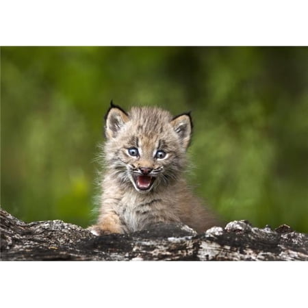 Baby Lynx Lynx Canadensis Looking Over A Fallen Tree - Canmore - Alberta - Canada Poster Print - 18 x 12