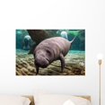 Baby Manatee Wall Mural Peel and Stick Vinyl Graphic (24 in W x 16 in H