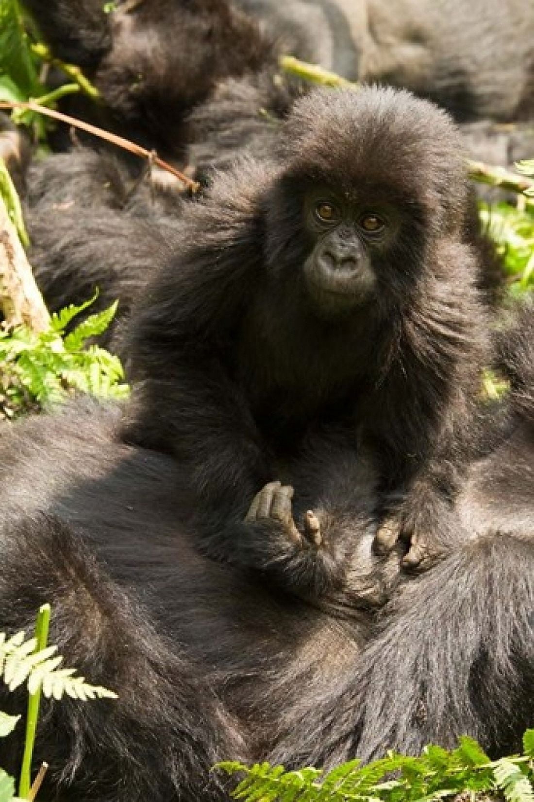 Baby Mountain Gorilla Volcanoes National Park Rwanda Canvas Art - Joe & Mary Ann McDonald DanitaDelimont (11 x 16)