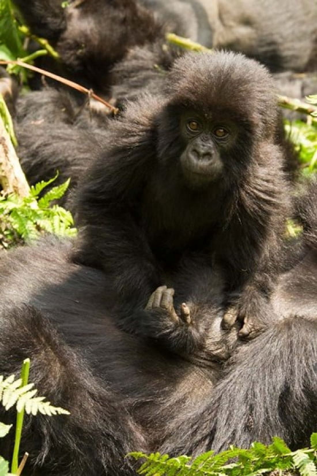 Baby Mountain Gorilla Volcanoes National Park Rwanda Canvas Art - Joe & Mary Ann McDonald DanitaDelimont (22 x 33)
