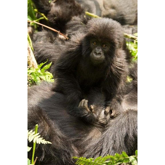 Baby Mountain Gorilla, Volcanoes National Park, Rwanda Poster Print by Joe & Mary Ann McDonald (11 x 16)