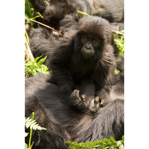 Baby Mountain Gorilla, Volcanoes National Park, Rwanda Poster Print by Joe & Mary Ann McDonald (22 x 33)