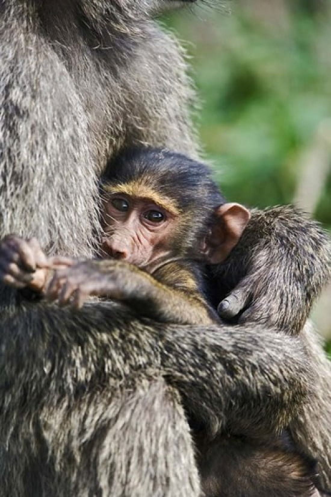 Baby Olive Baboon Lake Nakuru National Park Kenya Canvas Art - Adam Jones DanitaDelimont (24 x 35)