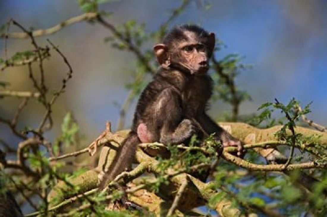 Baby Olive Baboon Lake Nakuru National Park Kenya Canvas Art - Adam Jones DanitaDelimont (35 x 24)