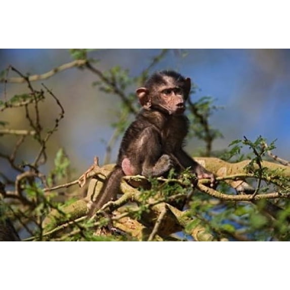 Baby Olive Baboon, Lake Nakuru National Park, Kenya Poster Print by Adam Jones (24 x 15)