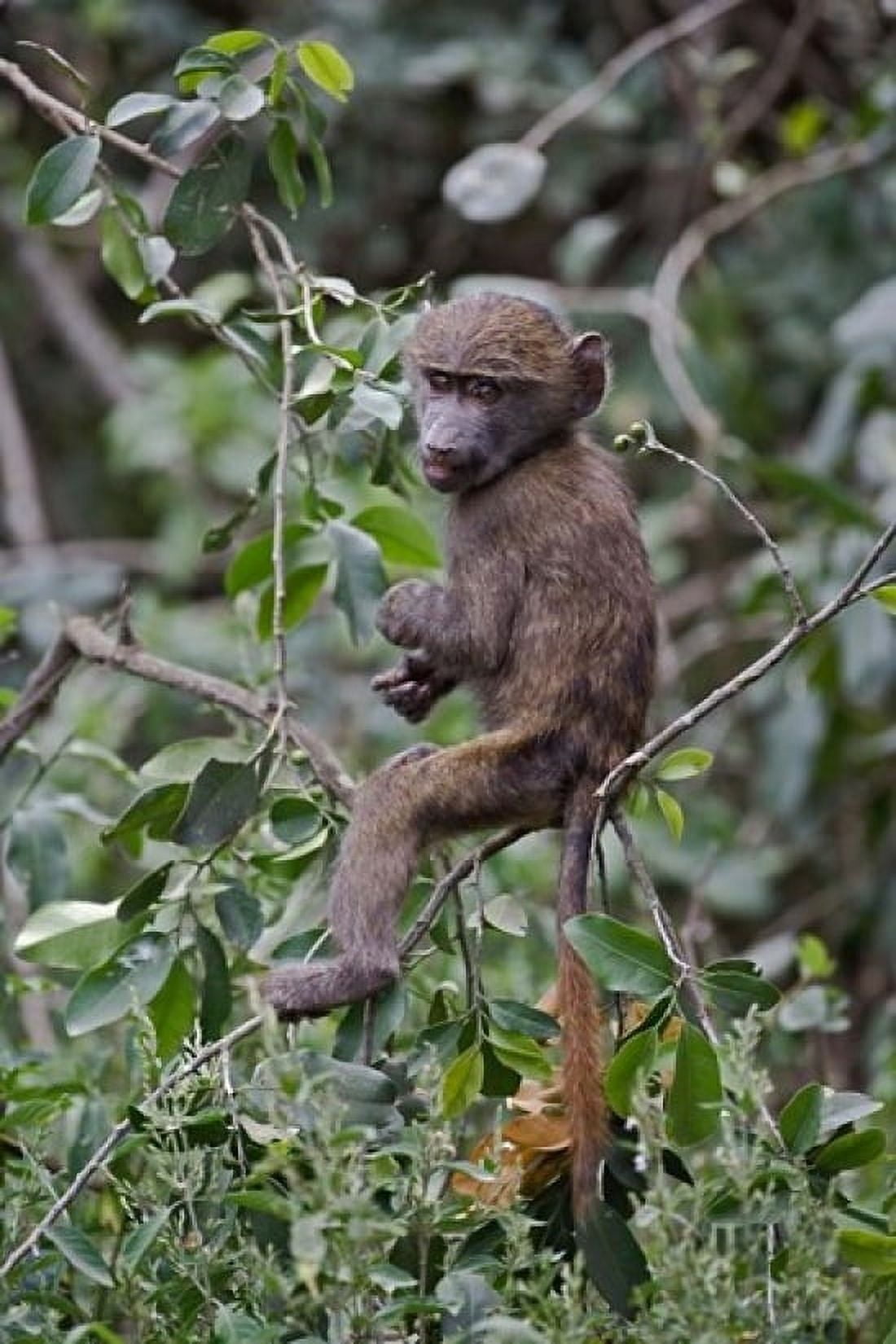 Baby Olive Baboon riding on mothers back Kenya Canvas Art - Adam Jones DanitaDelimont (12 x 17)