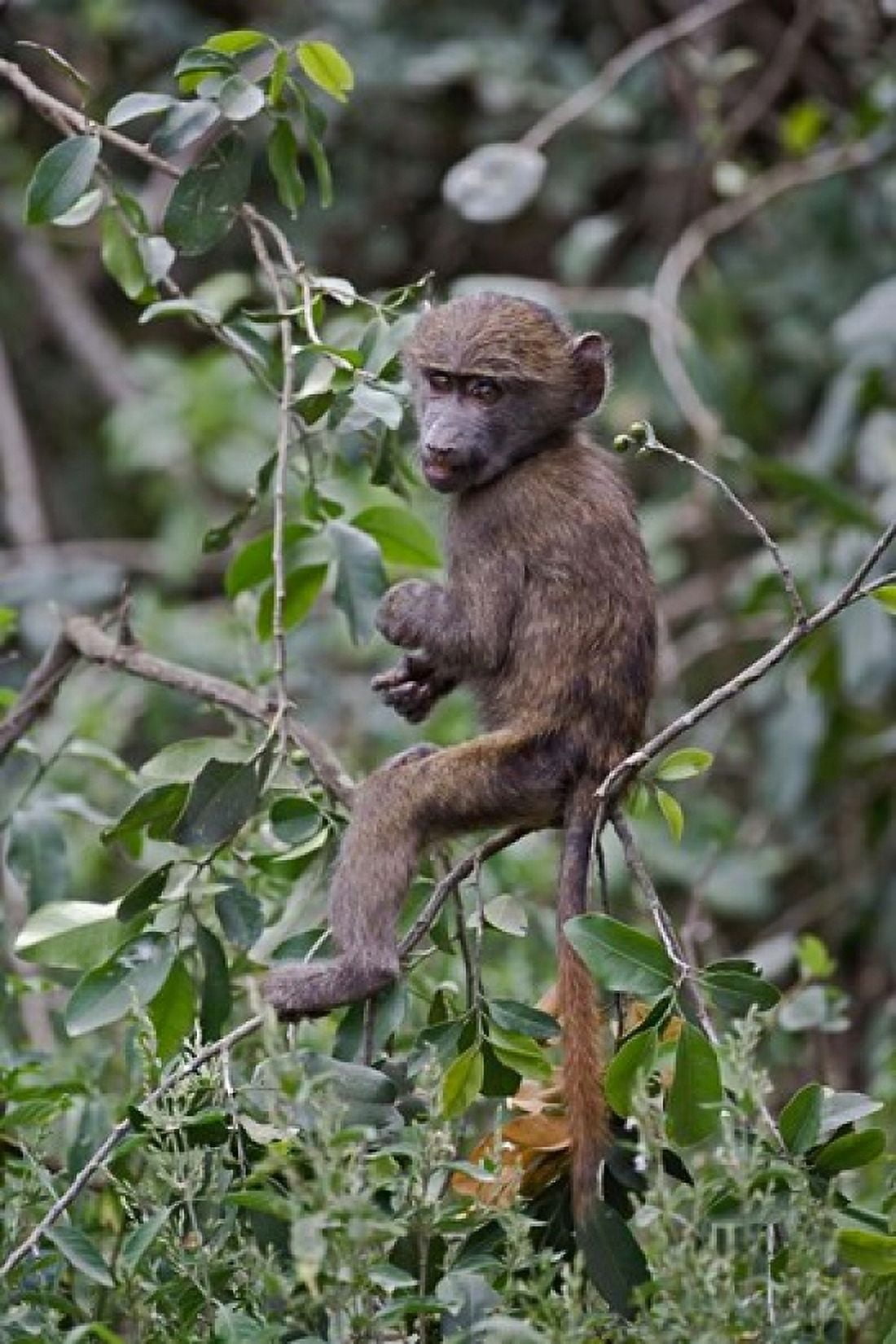 Baby Olive Baboon riding on mothers back Kenya Canvas Art - Adam Jones DanitaDelimont (24 x 35)