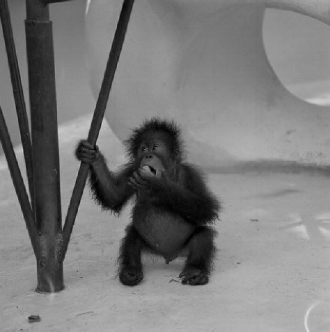 Baby Orangutan (Pongo pygmaeus) in zoo Canvas Art - (18 x 24)
