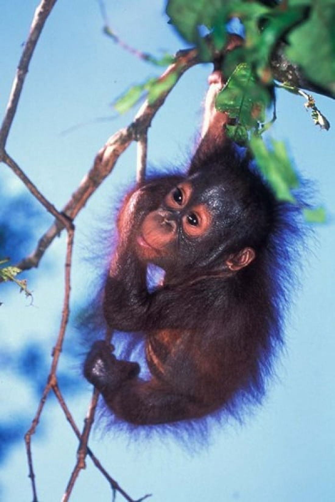 Baby Orangutan Tanjung Putting National Park Indonesia Canvas Art - Keren Su DanitaDelimont (24 x 36)