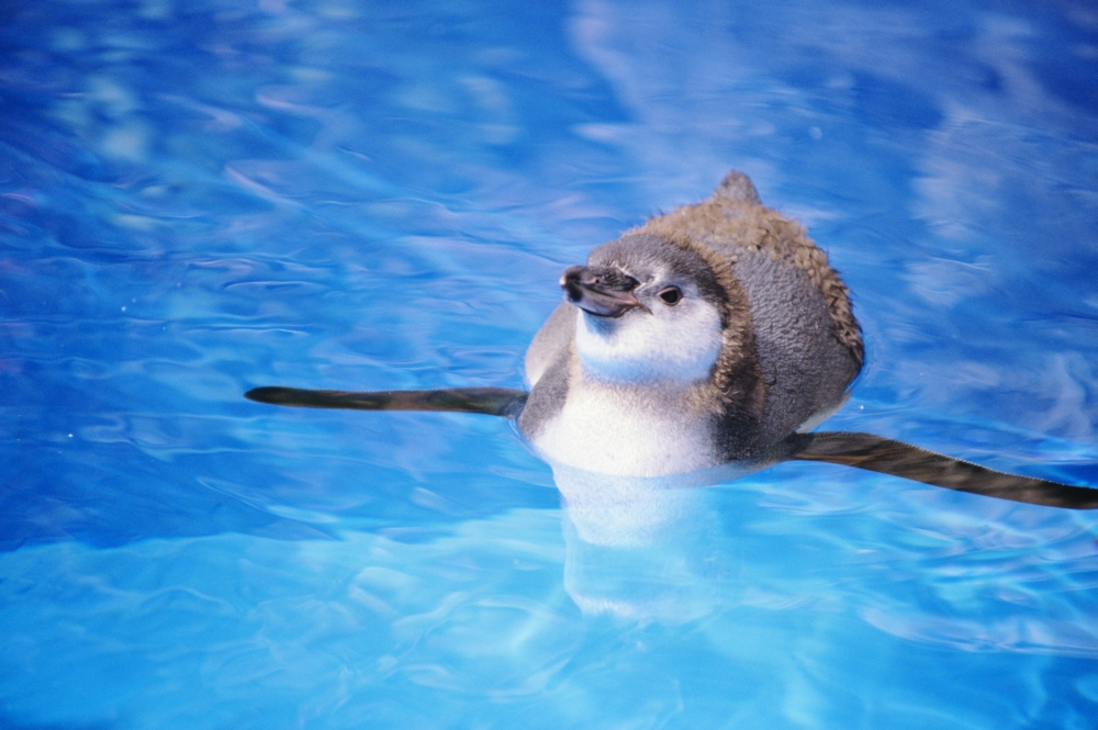 Baby Penguin Floating In Turquoise Water Canvas Art - Tomas del Amo Design Pics (17 x 11)