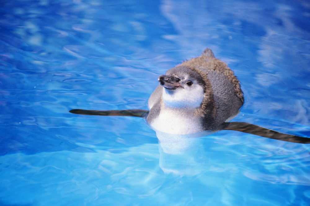Baby Penguin Floating In Turquoise Water Canvas Art - Tomas del Amo Design Pics (34 x 22)