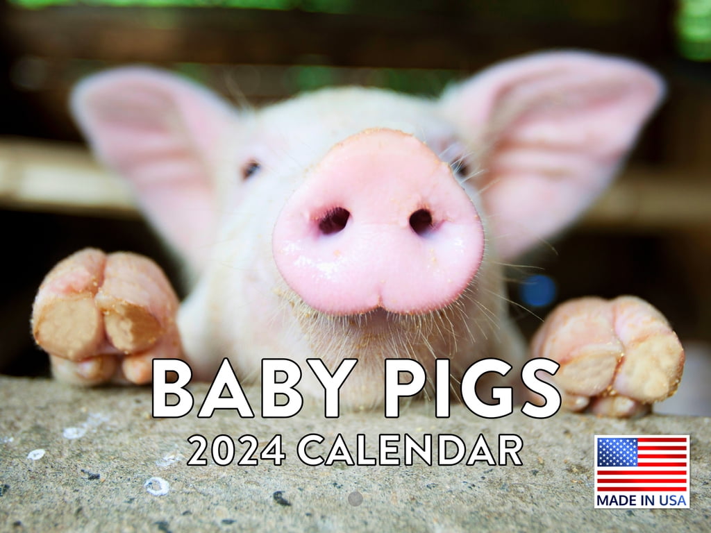 Baby Pig 2024 Wall Calendar