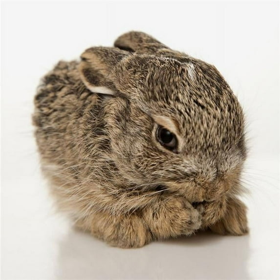 Baby Rabbit Cleaning Himself Poster Print, Large - 24 x 24