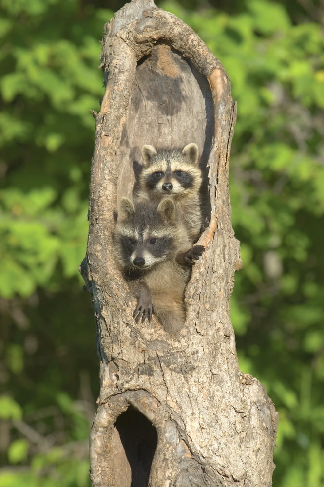 Baby Racoons In Hollow Tree Canvas Art - John Pitcher Design Pics (22 x 34)