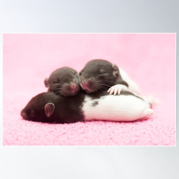 Baby Rats Poster Wall Art, Modern Wall Decor For Living Room Bedroom, 8x12 UNFRAMED