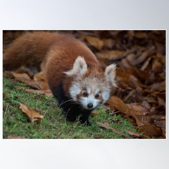 Baby Red Panda Poster Wall Art, Modern Wall Decor For Living Room Bedroom, 8x12 UNFRAMED
