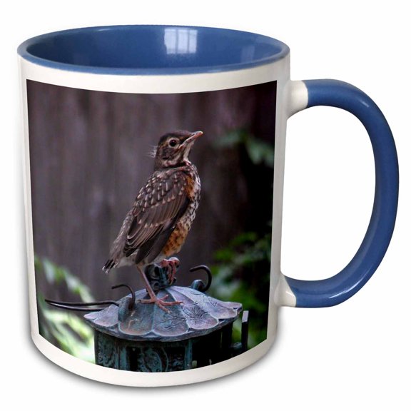 3drose, Baby Robin on a Feeders, 11oz Two-tone Blue Mug