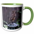 thumbnail image 1 of 3drose, Baby Robin on a Feeders, 11oz Two-tone Green Mug, 1 of 6