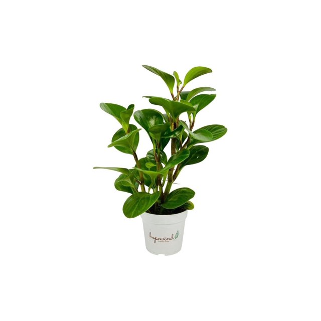 Baby Rubber Plant, Peperomia obtusifolia, Live Indoor Plant, 4 inch Pot