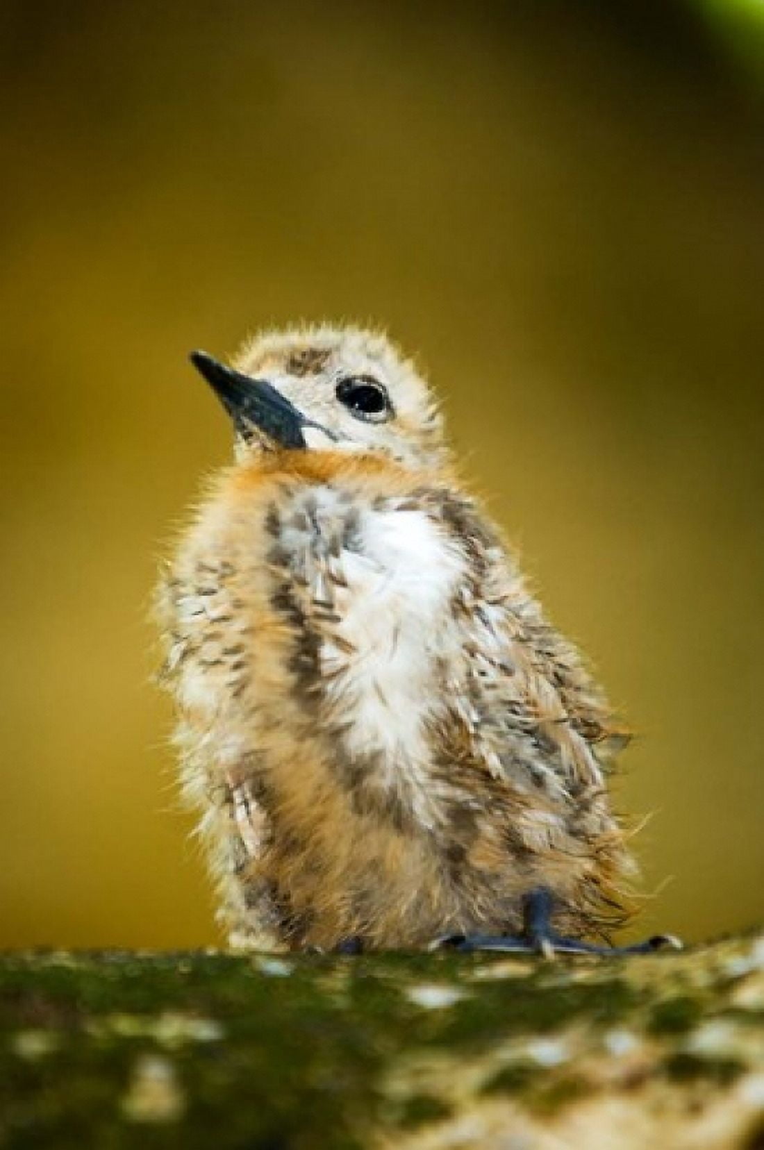 Baby Seagull on Fregate Island Seychelles Canvas Art - Alison Wright DanitaDelimont (11 x 17)