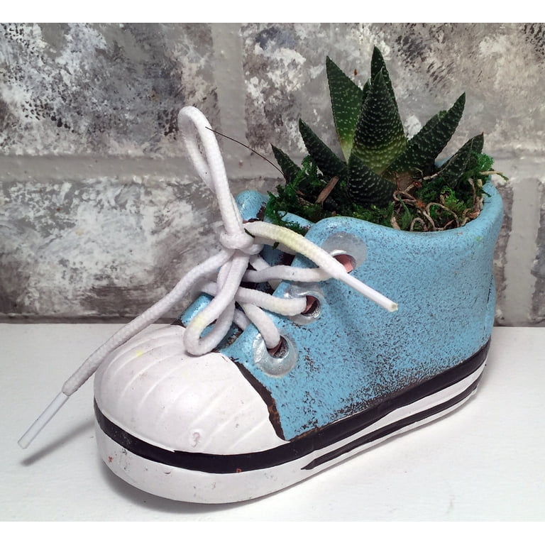 Indoor Baby Shoe Sneaker Planter with Small Low Maintenance Live Plant,  5x2x4.75", Blue, Live Trends - Walmart.com