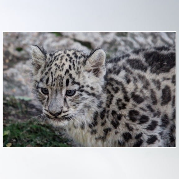 Baby Snow Leopard Poster Wall Art, Modern Wall Decor For Living Room Bedroom, 24x36 UNFRAMED