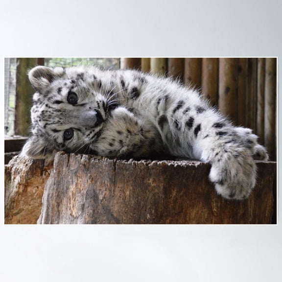 Baby Snow - Makalu Poster Wall Art, Modern Wall Decor For Living Room Bedroom, 8x12 UNFRAMED