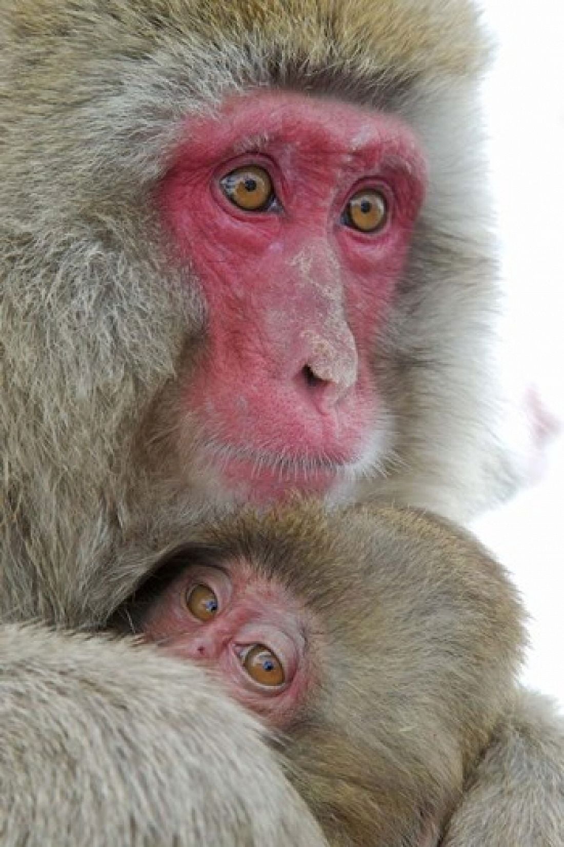 Baby Snow Monkey Clinging to Mother Jigokudani Monkey Park Japan Canvas Art - Jaynes Gallery DanitaDelimont (17 x 26)