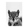 thumbnail image 1 of Baby Squirrel - Photography Animal Wildlife Black and White Nature Portrait Minimalist Woodland Unframed Wall Art Print 4 x 6 inches, 1 of 60