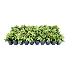 Baby Sun Rose  10 Live Plants  Aptenia Cordifolia  Ground Cover Succulent  Easy Care Indoor Outdoor
