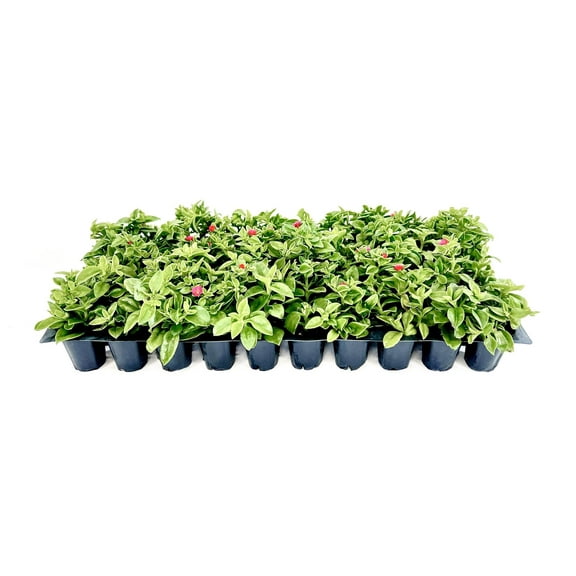Baby Sun Rose  10 Live Plants  Aptenia Cordifolia  Ground Cover Succulent  Easy Care Indoor Outdoor