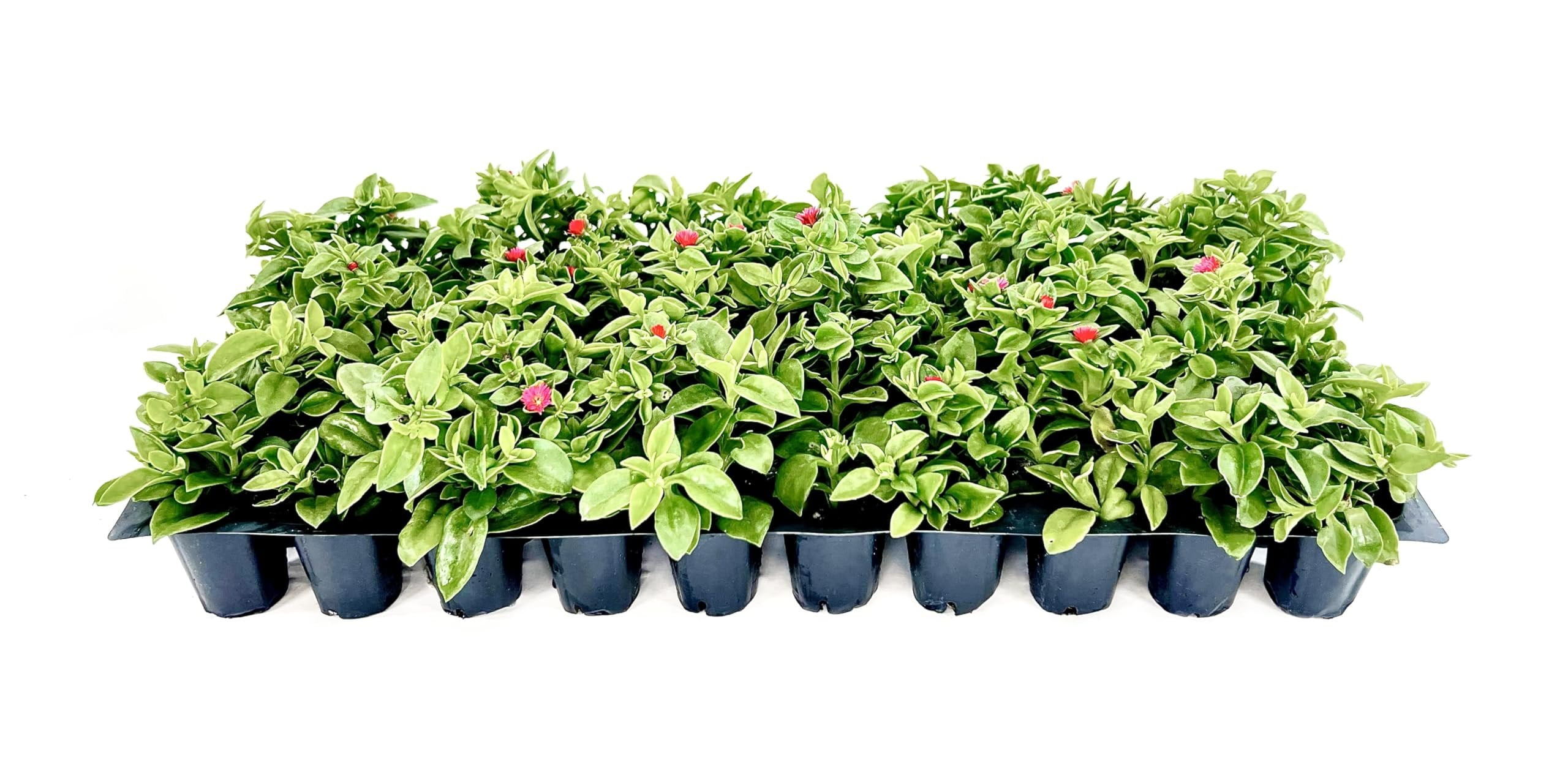 Baby Sun Rose  3 Live Plants  Aptenia Cordifolia  Ground Cover Succulent  Easy Care Indoor Outdoor